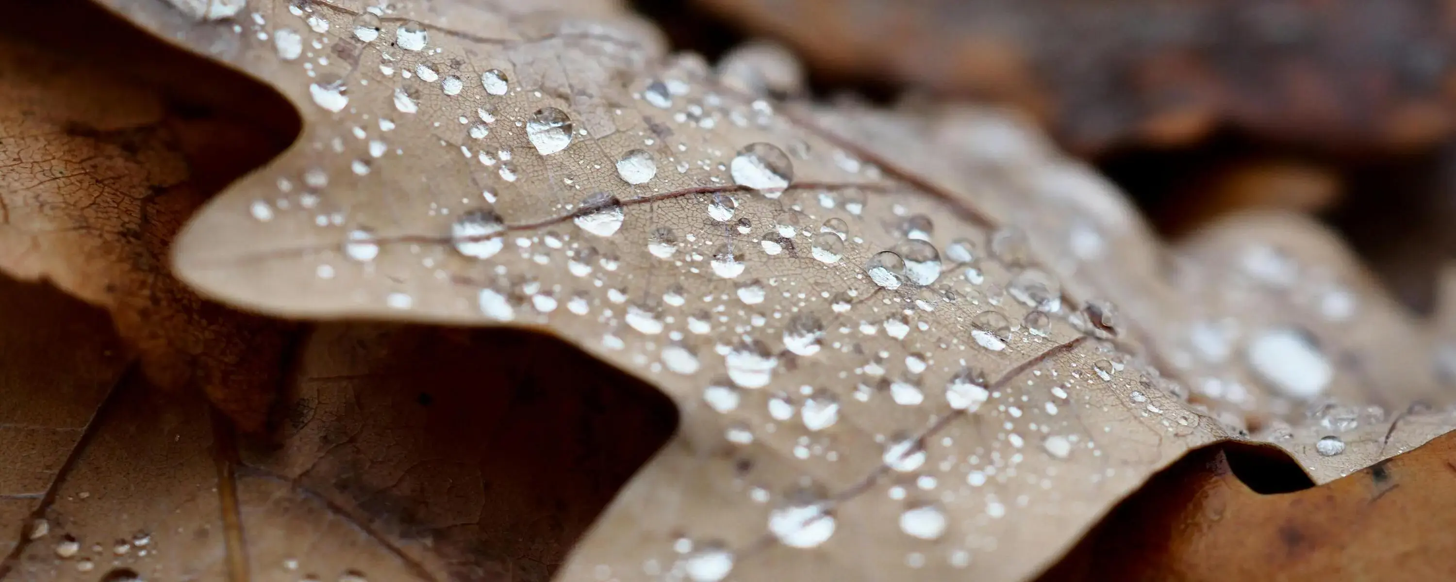 Notaires à Condette